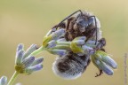 Il bombo sulla lavanda