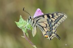 Papilio machaon