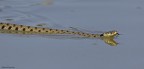 Natrice dal collare (Natrix natrix) Natrice dal collare (Natrix natrix)