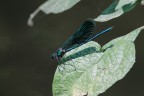 Libellula Blu Libellula Blu
