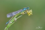 Ischnura elegans Ischnura elegans