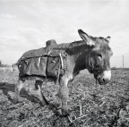 the mule ;/) with lens!