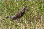 Cesena o Turdus pilaris. Cesena o Turdus pilaris.