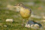 Ballerina gialla (Motacilla cinerea) Ballerina gialla (Motacilla cinerea)