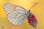 Aporia.... Aporia....