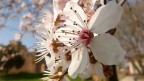 Macro di Fiori con vista sulla rocca di Noale