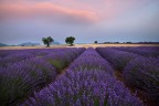 Plateau de Valensole Plateau de Valensole