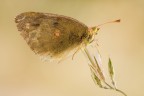 Colias Colias