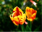 Tulipano Tulipano