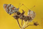 melitaea Phoebe melitaea Phoebe
