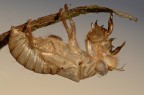 Exuvia di cicala