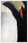 Profilo di un cigno...