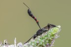 Hymenoptera_Femmina di Gasteruption sp.