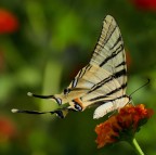 *** Macro Dinamica ***