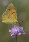 Farfalla Farfalla