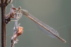Platycnemis pennipes Platycnemis pennipes