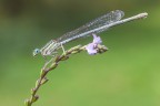 Damigella Damigella