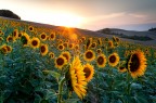 Girasoli Girasoli