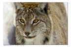 Occhio di lince Occhio di lince