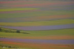 fioritura fioritura