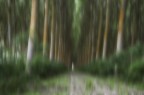foresta magica foresta magica