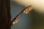 Cicale evase Cicale evase