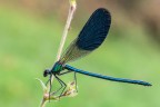 Calopteryx splendens Calopteryx splendens