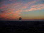 albero all'alba