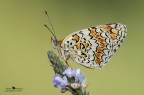 Melitaea phoebe Melitaea phoebe