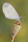Leptidea sinapis..... Leptidea sinapis.....