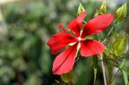 Ibiscus rosso Ibiscus rosso