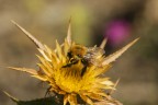 esplosione dorata esplosione dorata