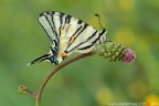 Iphiclides podalirius (Linnaeus, 1758) (Lepidoptera - Papilionidae) 

Canon EOS 7D + Sigma 180mm f/3.5 EX DG HSM Macro

Suggerimenti e critiche sempre ben accetti
[url=http://www.rossidaniele.com/HR/_MG_8241copia-mdc-1500.jpg]Versione HR[/url]

Con l'occasione, anche se io lavorer� fino a venerd�, auguro a tutti Buone Ferie!!! :)