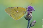 Colias Crocea Colias Crocea
