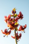Orchidea selvatica Orchidea selvatica