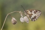 Melanargia galathea
