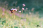 Zygaena ambientata Zygaena ambientata