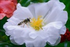 Sulla portulaca