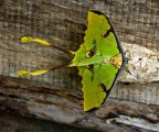 strange butterfly strange butterfly