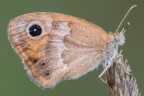 Coenonympha pamphilius