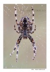 ...spider... ...spider...