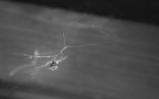 Spider Spider