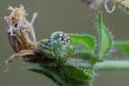 Ninfa di Nezara viridula