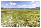 the dream of Castelluccio the dream of Castelluccio