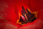 nel cuore di un tulipano nel cuore di un tulipano