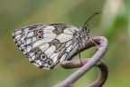 Scacchiera Scacchiera