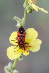 Lygaeidae, Spilostethus pandurus Lygaeidae, Spilostethus pandurus