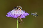 Il fiore è occupato Il fiore è occupato