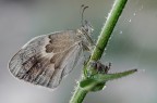 Coenonympha-pamphilus con ragnatela Coenonympha-pamphilus con ragnatela