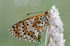 Melitae su fiore bianco Melitae su fiore bianco